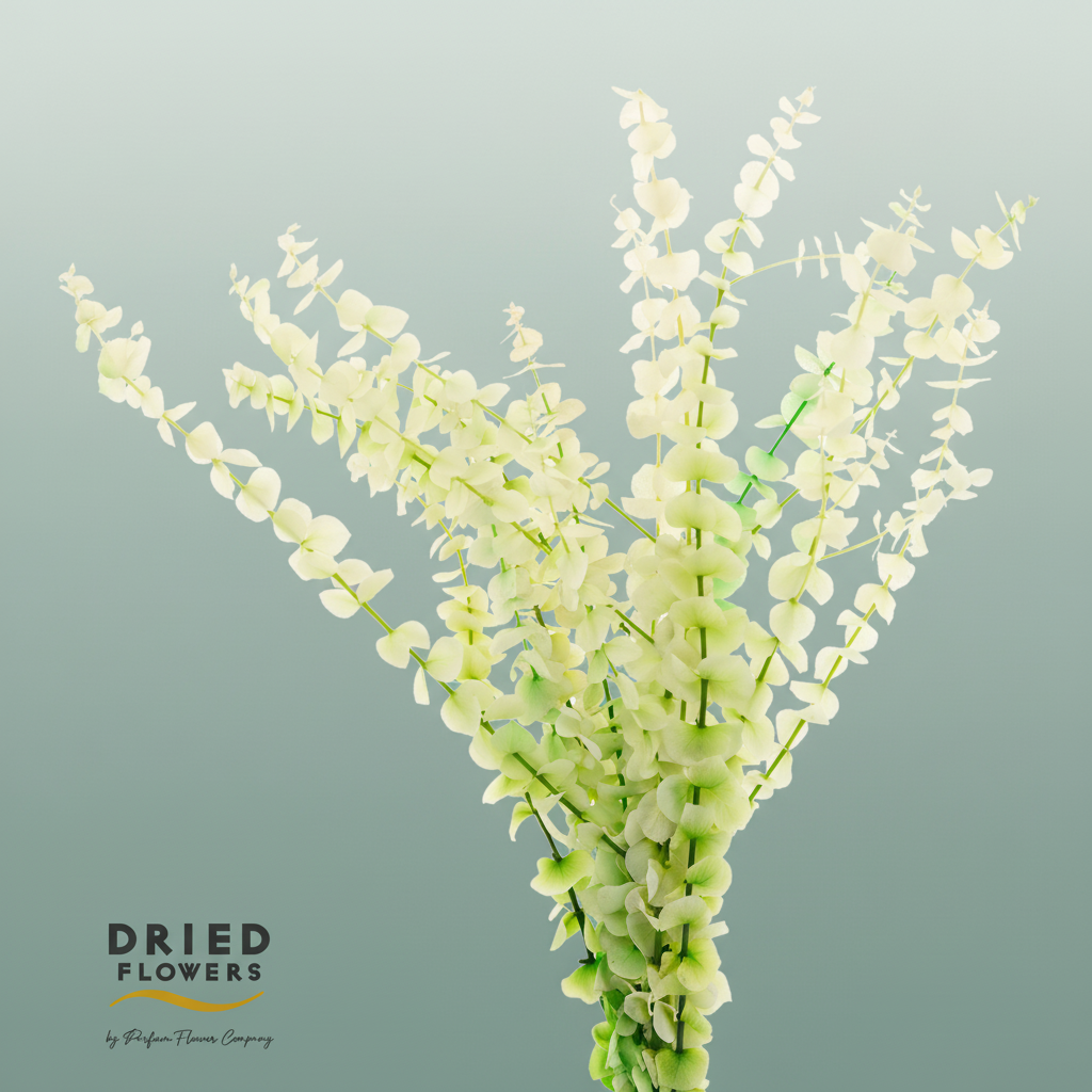 Dried Bleached Eucalyptus Baby Blue Frozen