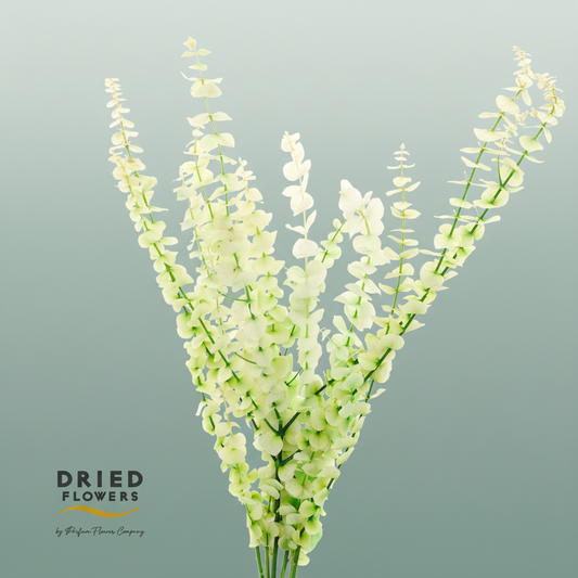Dried Bleached Eucalyptus Baby Blue Spring