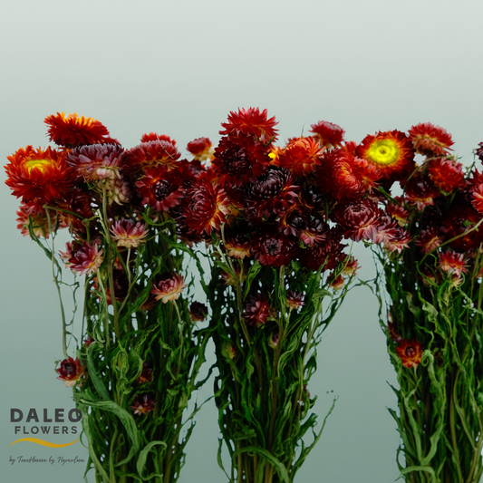 Dried Helichrysum Red