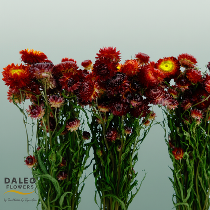 Dried Helichrysum Red