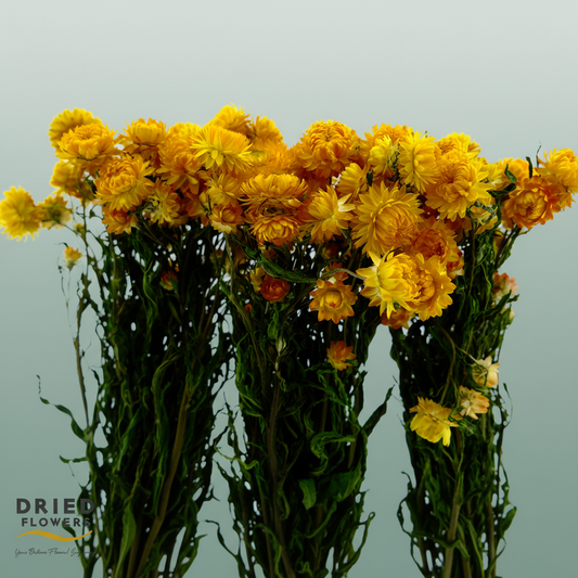 Dried Helichrysum Yellow