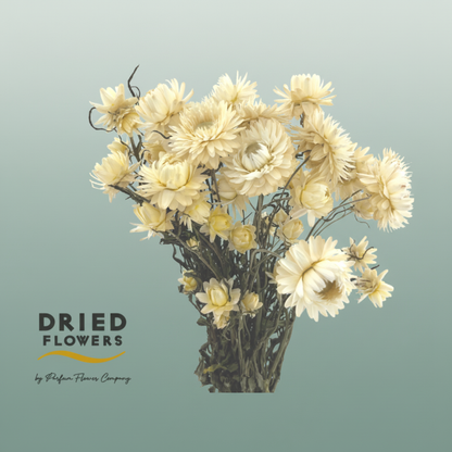 Dried Helichrysum White