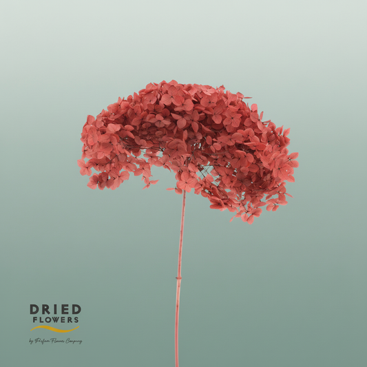 Dried Bleached Hydrangea Anna Red