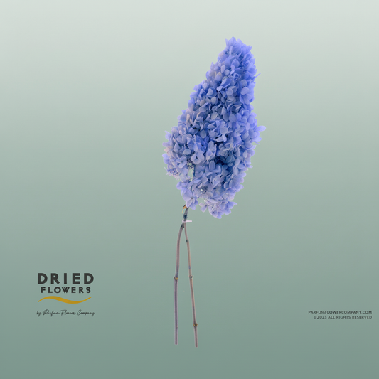 Dried Bleached Hydrangea Tower Dark Blue Xxl
