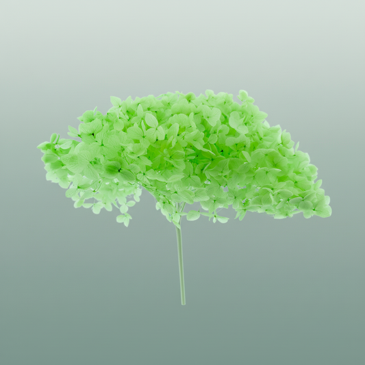 Dried Bleached Hydrangea Anna Jade Green