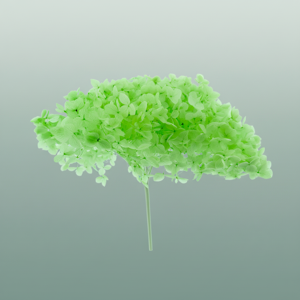 Dried Bleached Hydrangea Anna Jade Green
