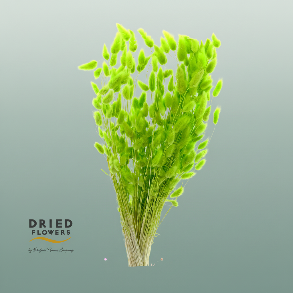 Dried Bleached Lagurus Green