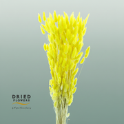 Dried Bleached Lagurus Yellow