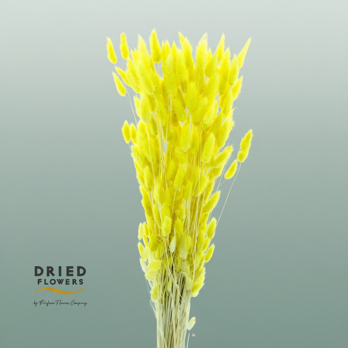 Dried Bleached Lagurus Yellow