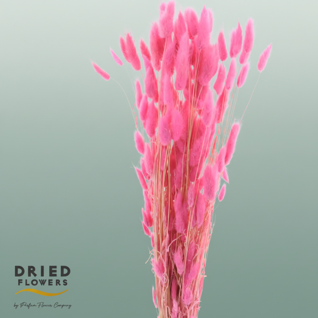 Dried Bleached Lagurus Cerise