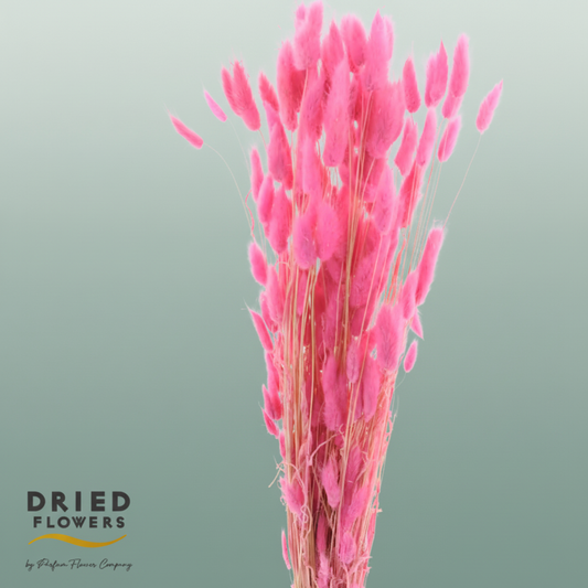 Dried Bleached Lagurus Cerise