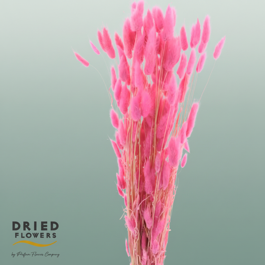Dried Bleached Lagurus Light Pink