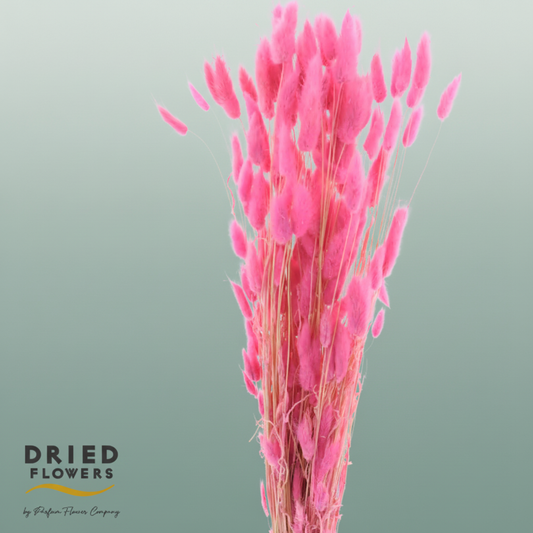 Dried Bleached Lagurus Pink