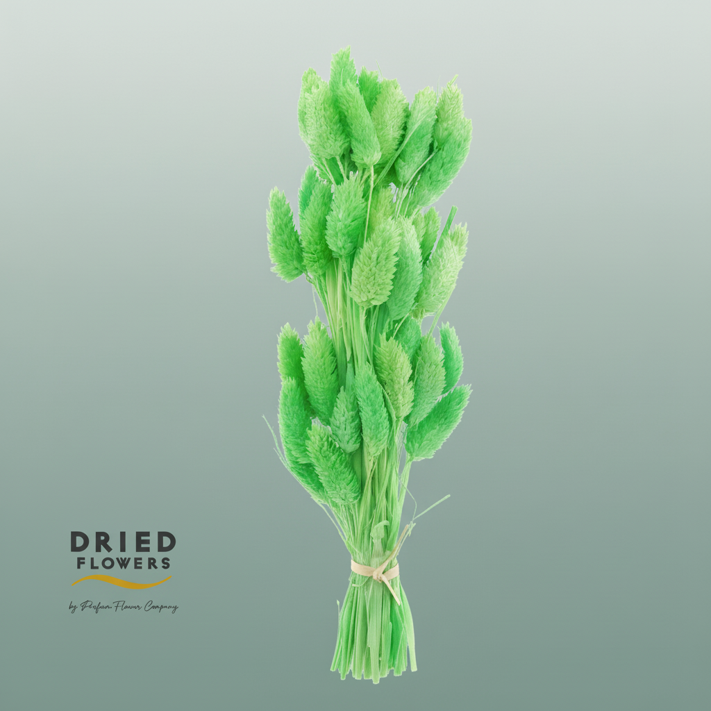 Dried Bleached Phalaris Green