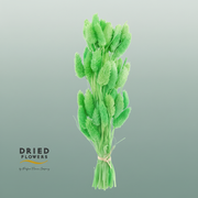 Dried Bleached Phalaris Green