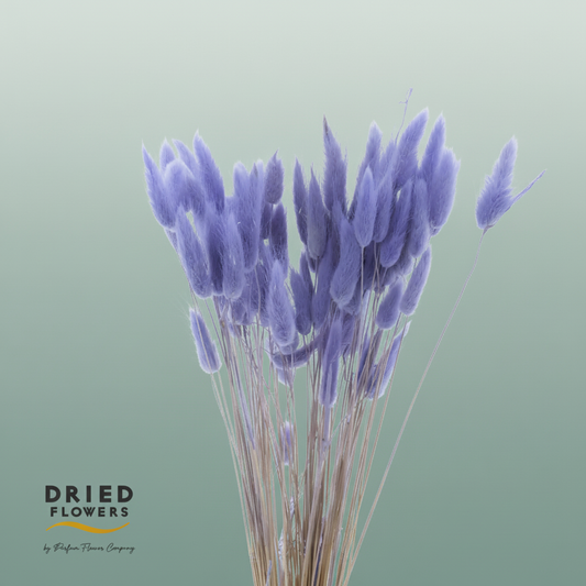 Dried Bleached Lagurus Lavender
