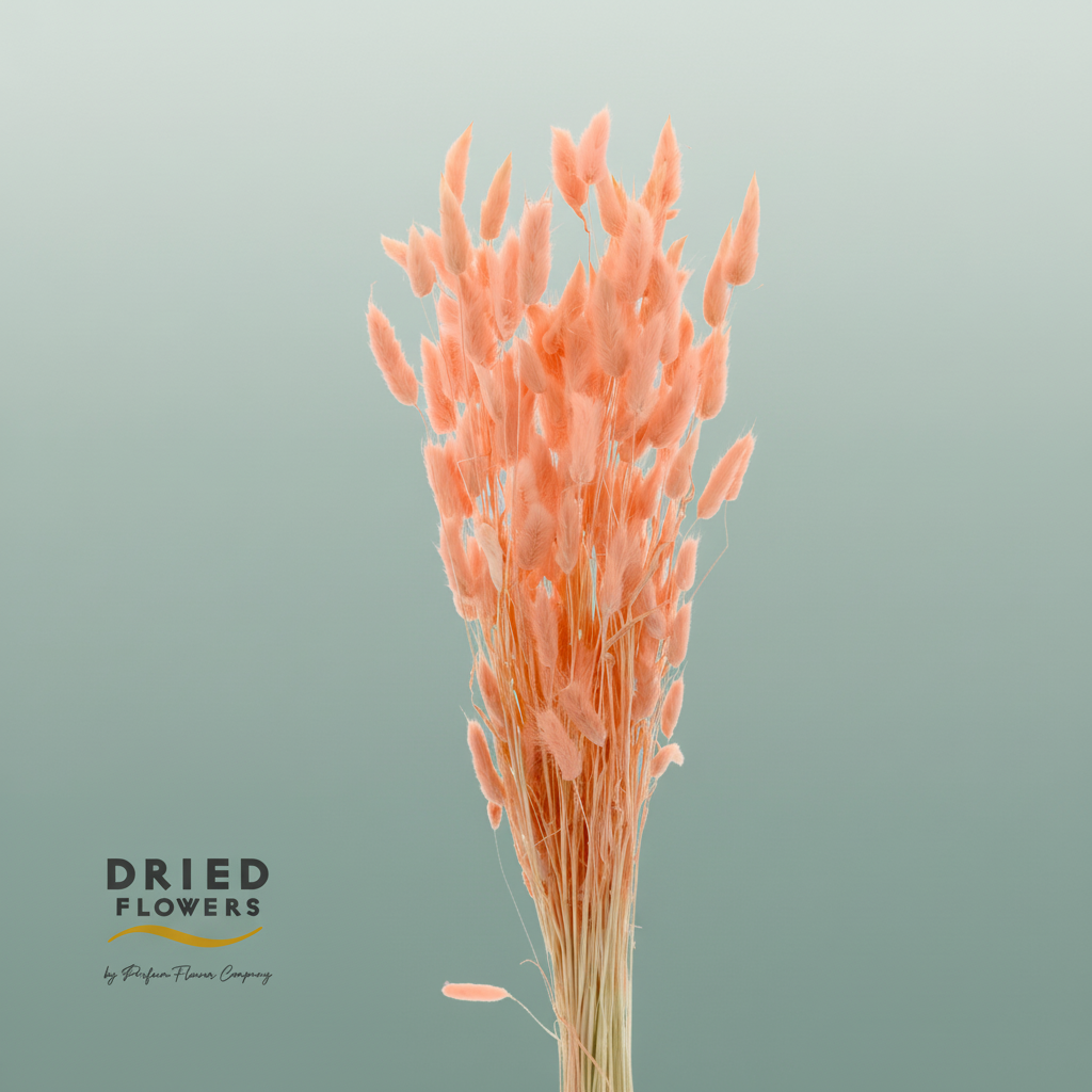 Dried Bleached Lagurus Salmon