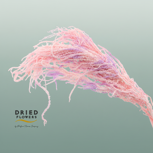 Dried Bleached Amaranthus Caudatus Lavender Dream