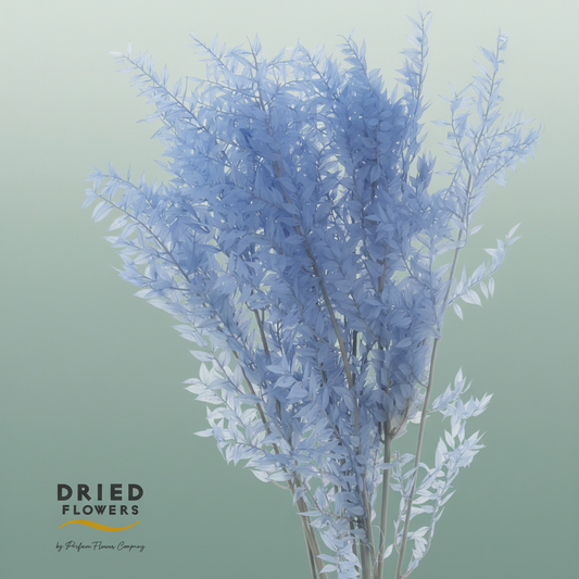 Dried Bleached Ruscus Lavendel
