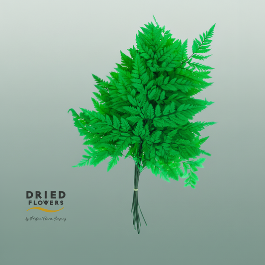 Dried Bleached Leatherleaf Forest Green