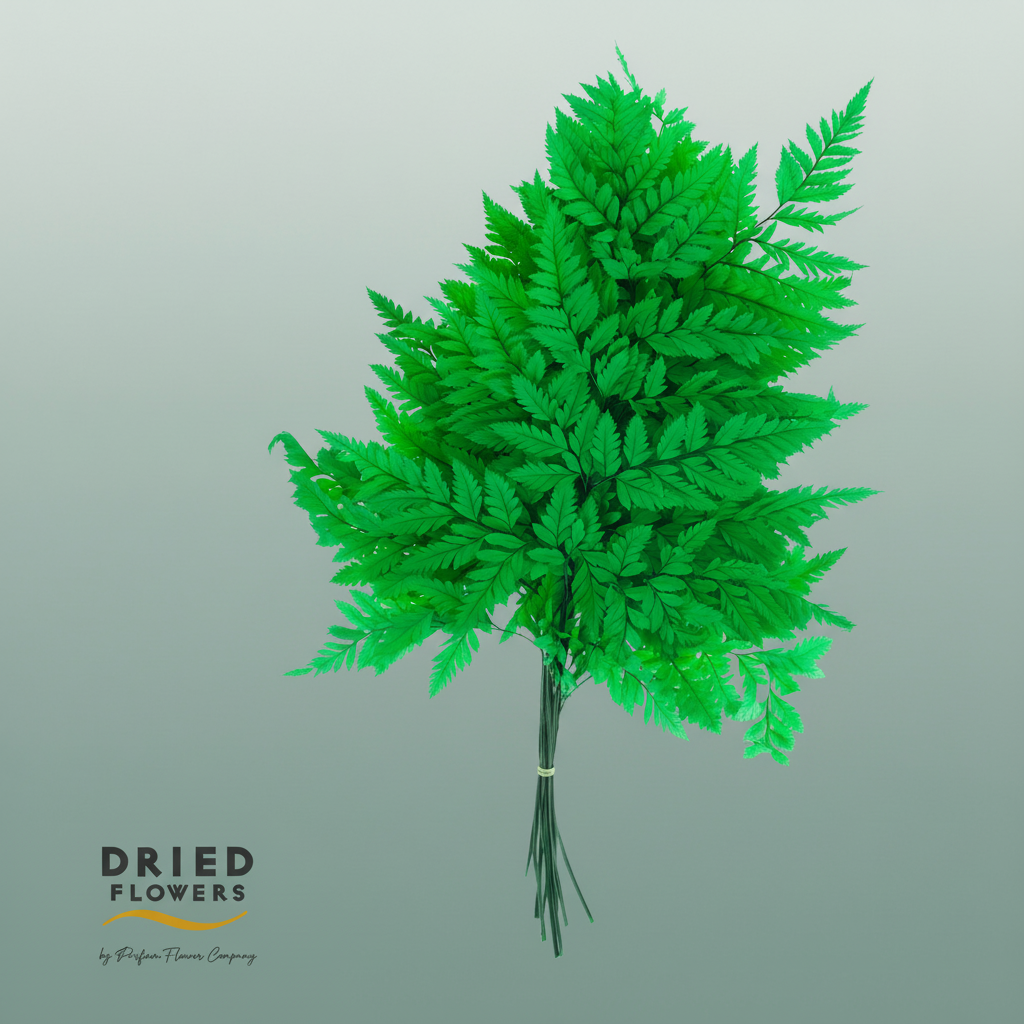 Dried Bleached Leatherleaf Green