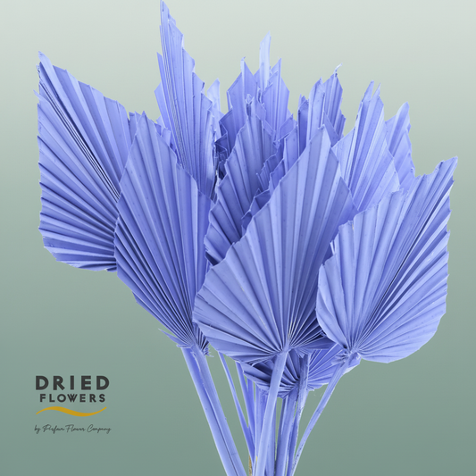 Dried Palm Spear Small Milka