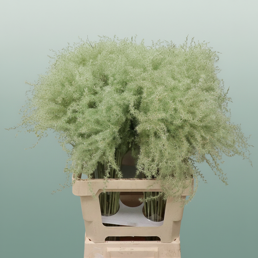 Dried Stipa Feather Mint Green