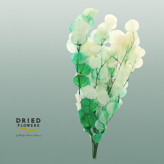 Dried Bleached Eucalyptusopulus Mint Tea