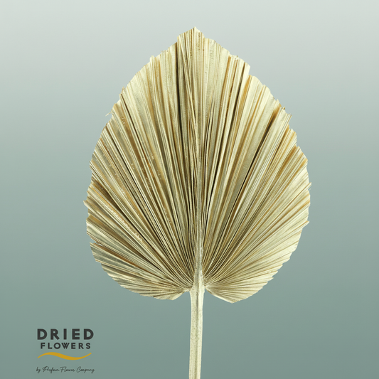 Dried Bleached Palmetto Xl Champagne