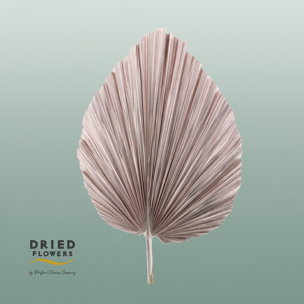 Dried Bleached Palmetto Xl Rose Gold