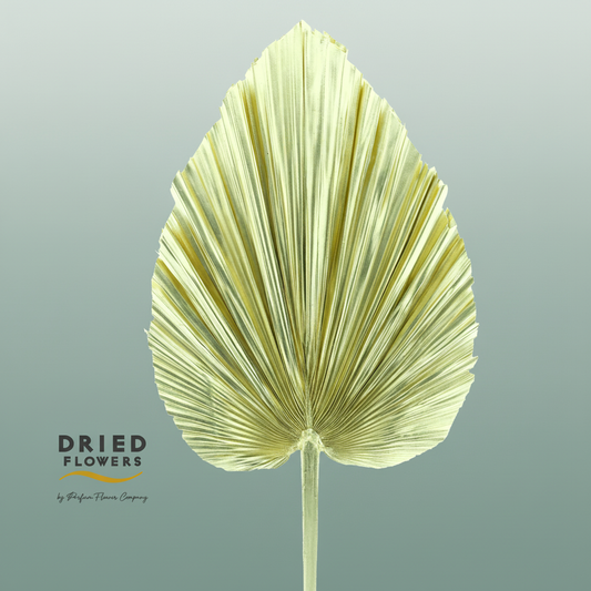 Dried Bleached Palmetto Xl Gold