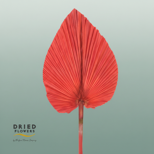 Dried Bleached Palmetto Red