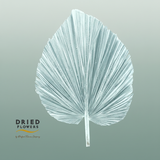 Dried Bleached Palmetto Xl Silver