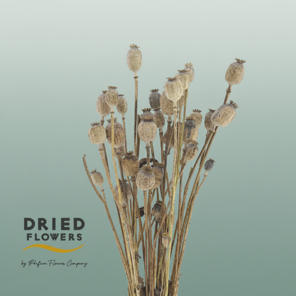 Dried Papaver Natural