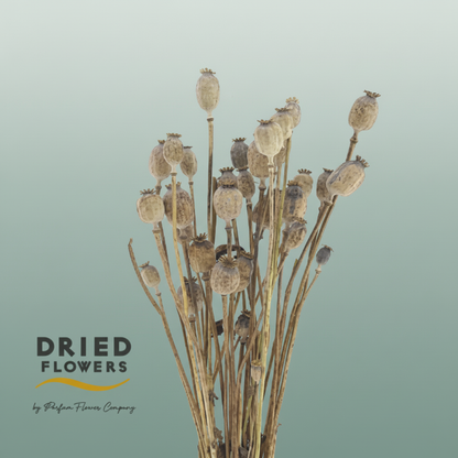 Dried Papaver Natural