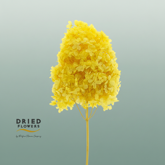Dried Bleached Hydrangea Tower Yellow Xxl