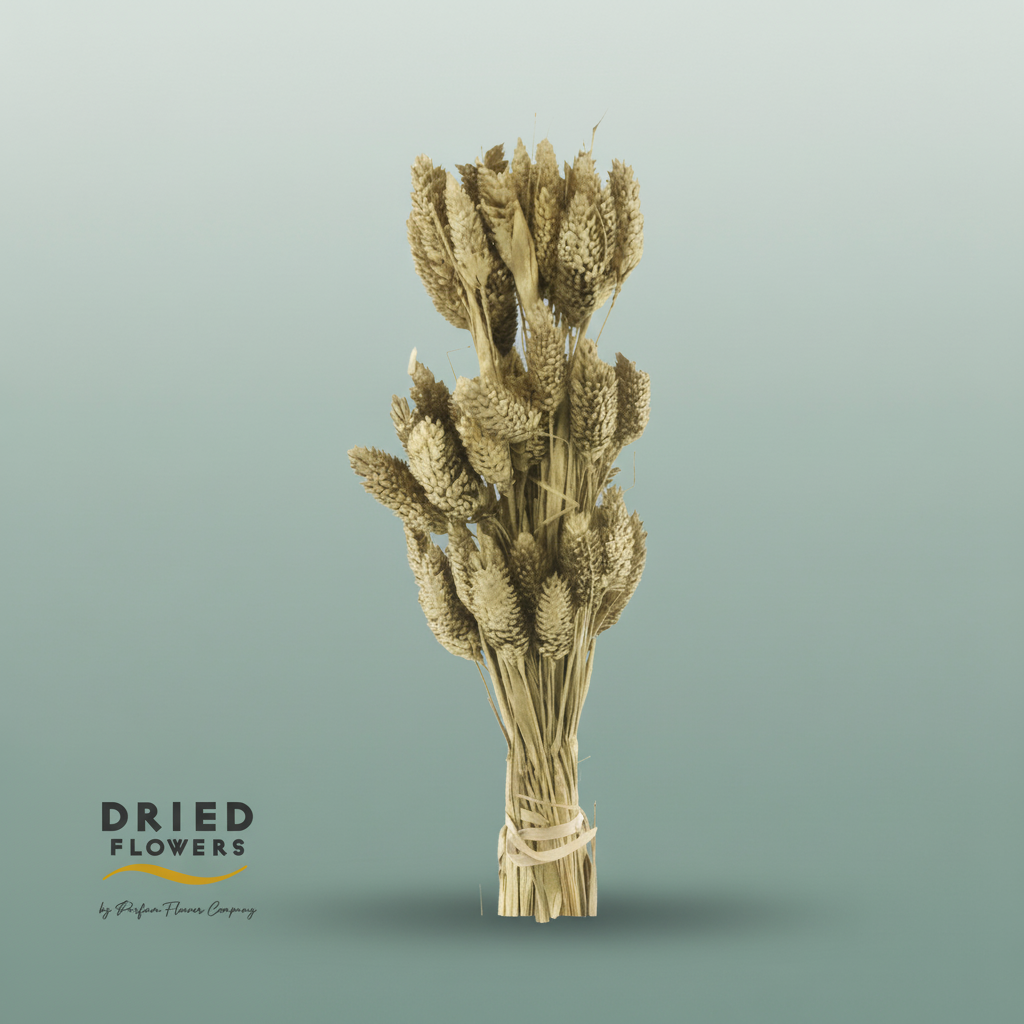 Dried Bleached Phalaris Golden