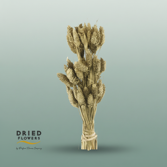 Dried Bleached Phalaris Golden