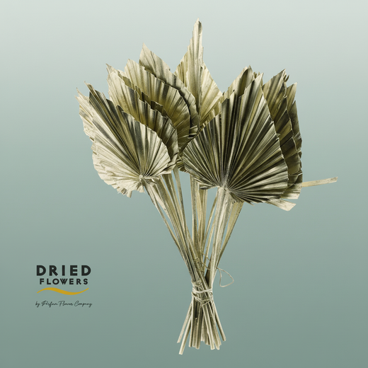 Dried Palm Spear Small Platina
