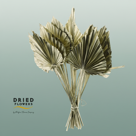 Dried Palm Spear Small Platina