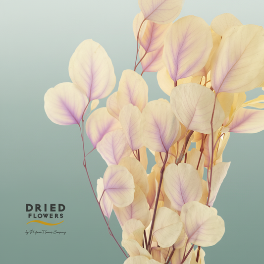 Dried Bleached Eucalyptusopulus Lavender Dream