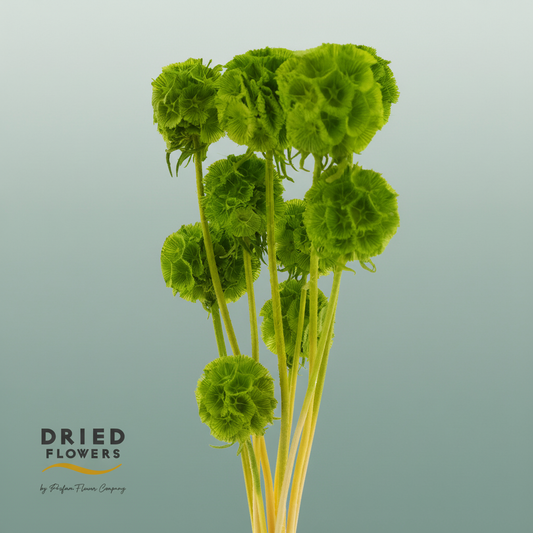 Dried Bleached Scabiosa Green