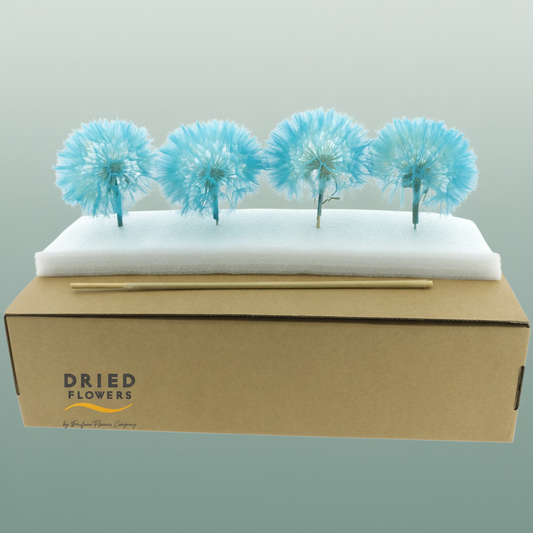 Dried Bleached Dandelion Light Blue