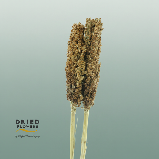 Dried Sorghum Natural