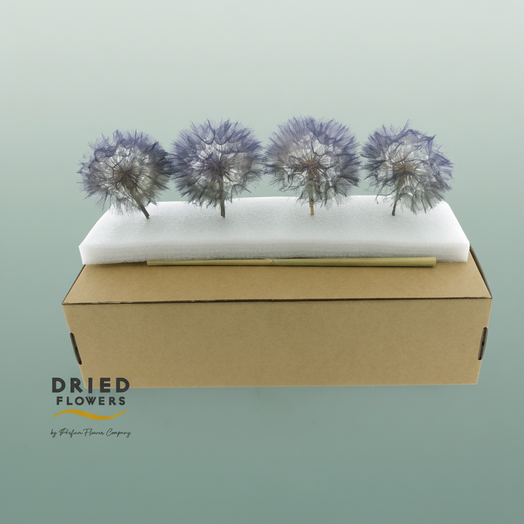 Dried Bleached Dandelion Stardust Box