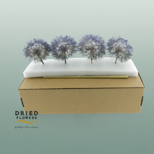 Dried Bleached Dandelion Stardust Box