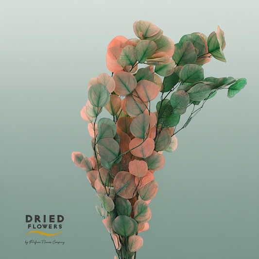 Dried Bleached Eucalyptusopulus Watermelon