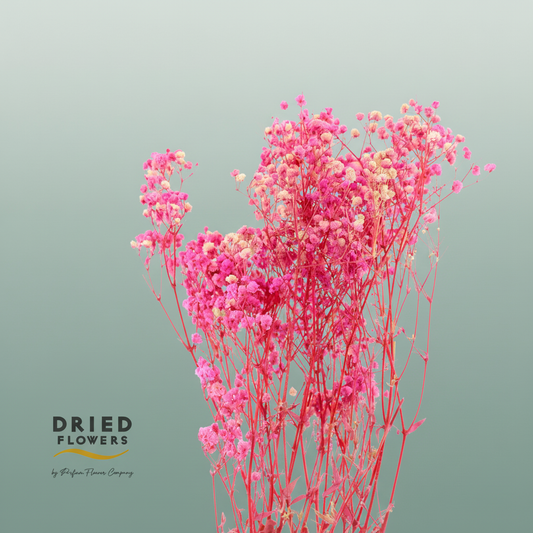 Dried Bleached Gypso Xlence Cerise