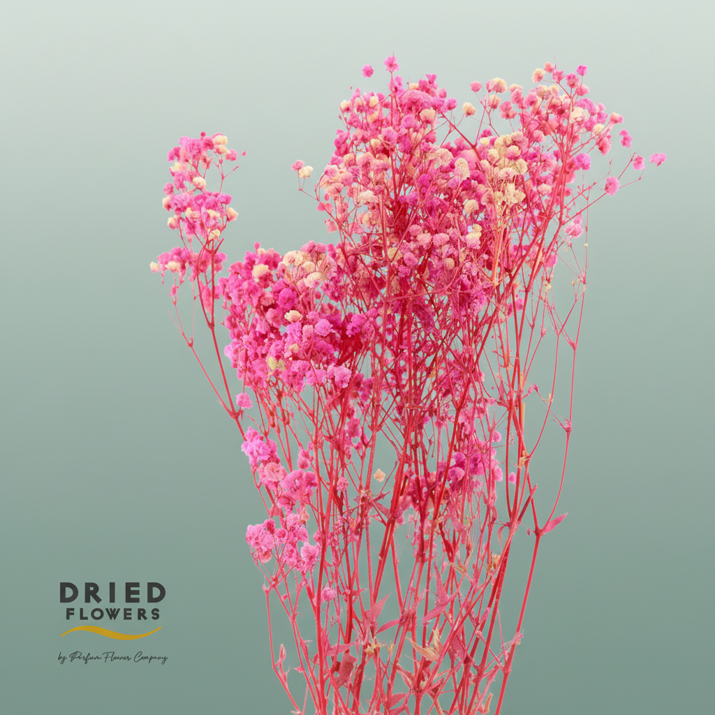 Dried Bleached Gypso Xlence Pink