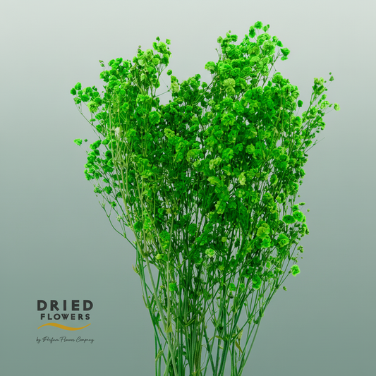 Dried Bleached Gypso Xlence Green